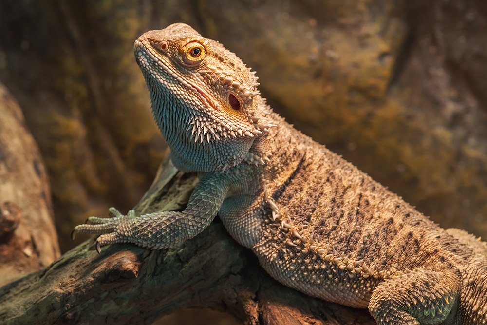 Bearded Dragons Aquarium Adventure Chicago