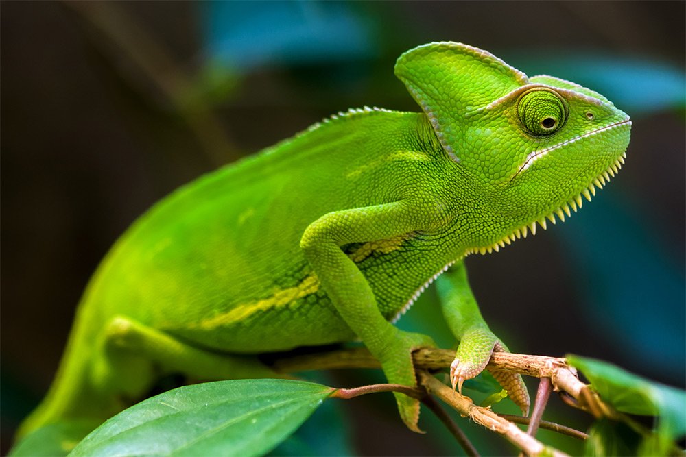 Lizards - Aquarium Adventure Chicago