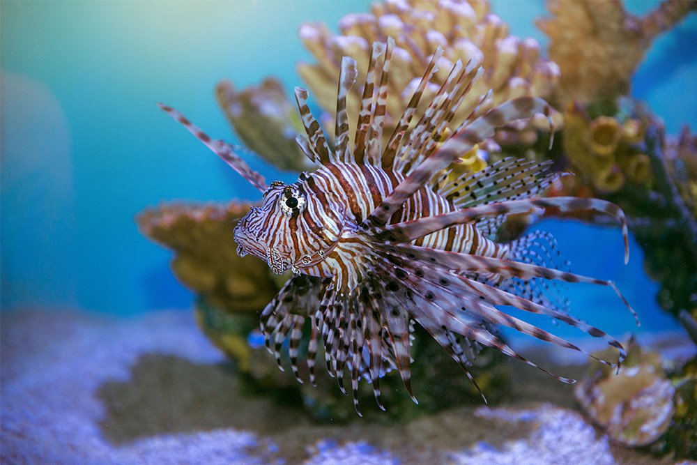 Saltwater Fish, Coral & Invertebrates - Aquarium Adventure Chicago