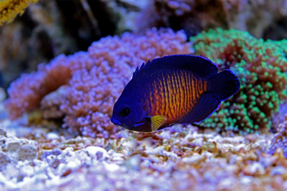 Reef Aquarium Fishes by Scott W. Michael