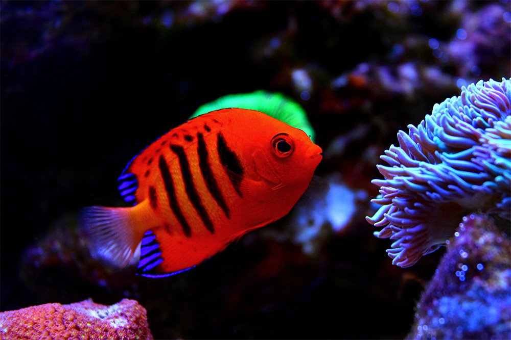 Saltwater Fish, Coral & Invertebrates - Aquarium Adventure Chicago