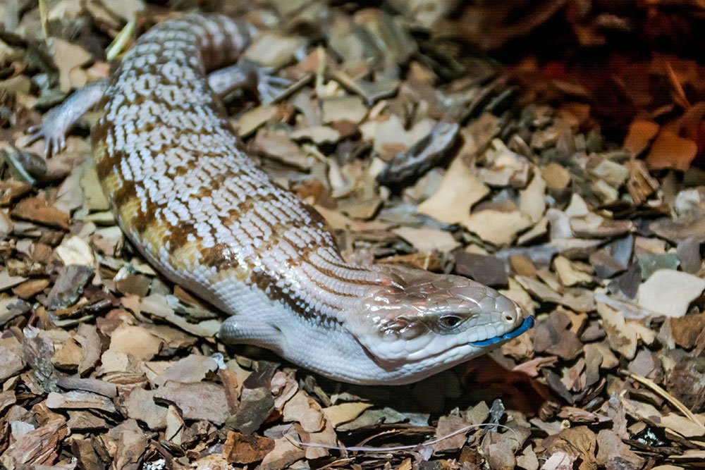 Skinks Aquarium Adventure Chicago