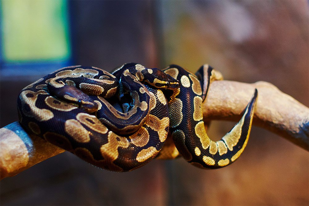 https://aqach.com/wp-content/uploads/2019/01/1000x800_Snake.jpg