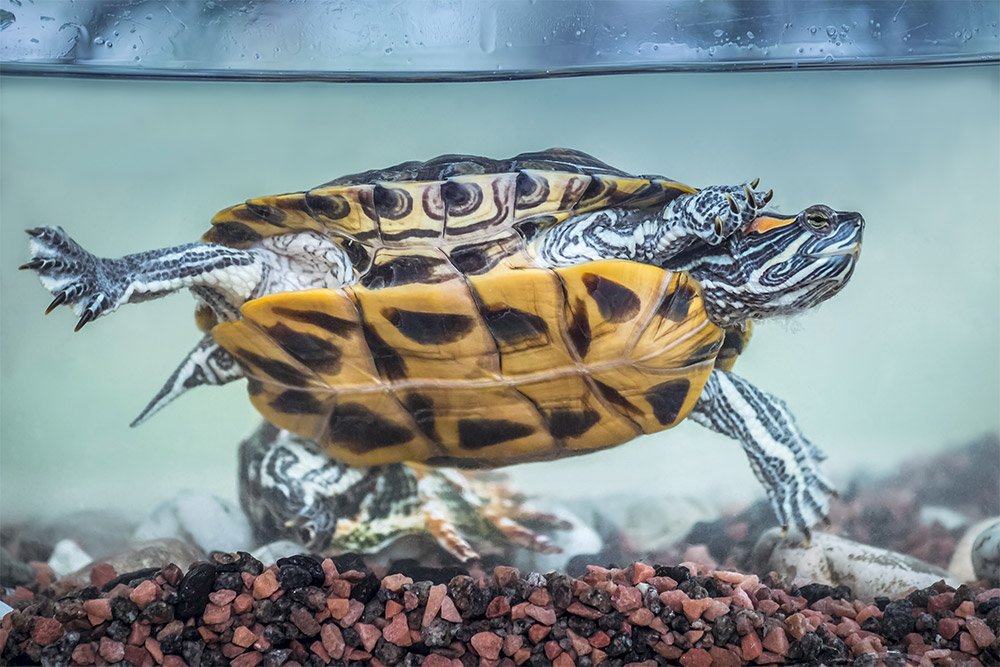 Tank size best sale for russian tortoise