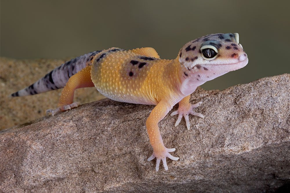 Leopard Geckos Aquarium Adventure Chicago