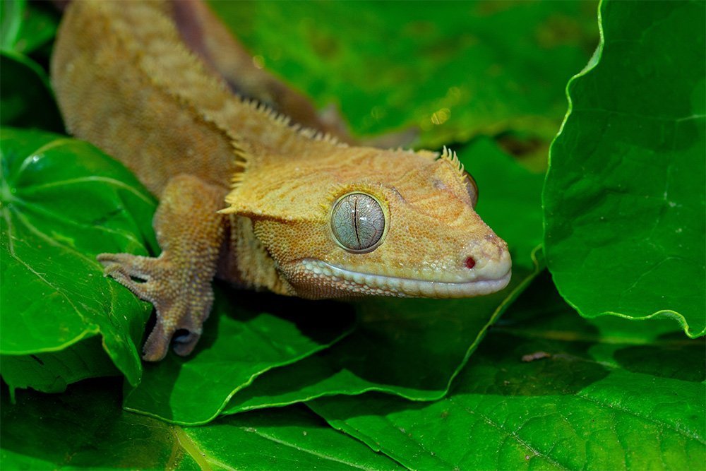 green crested gecko